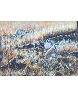 Perdices en el campo