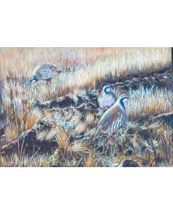 Perdices en el campo