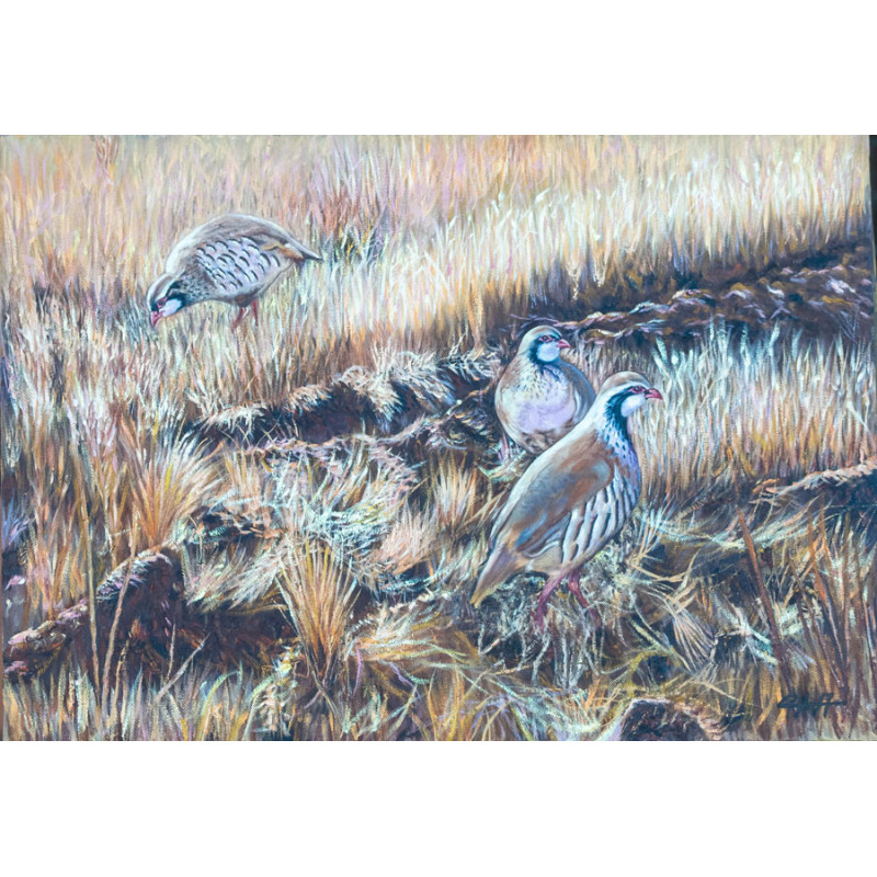 Perdices en el campo